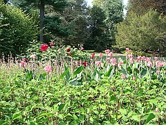 165 Longwood Gardens [2008 August 23]